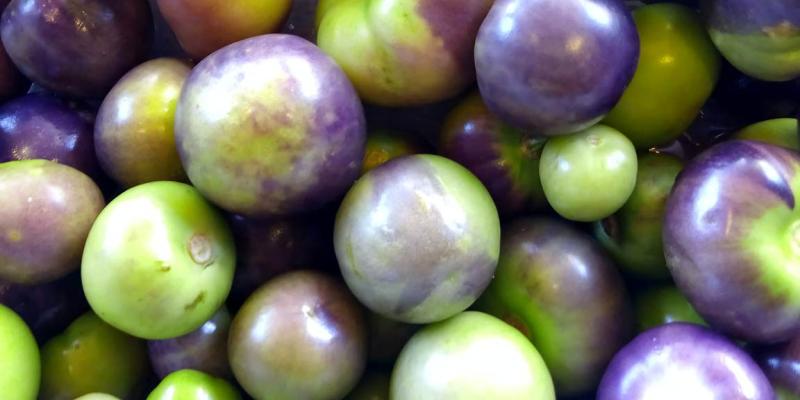 El miltomate un ingrediente culinario muy apreciado 