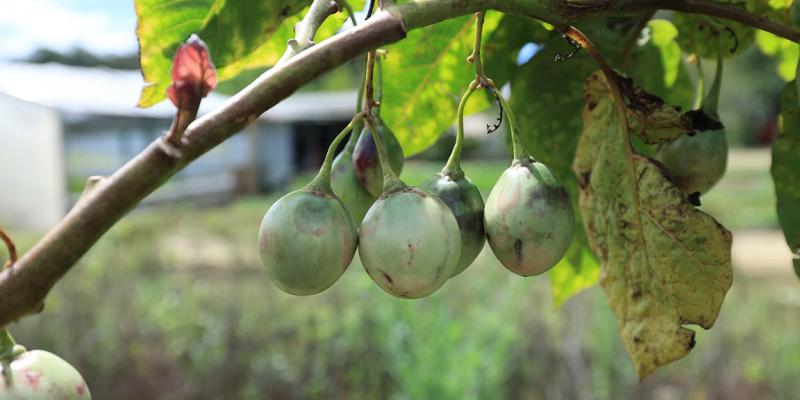 El otro tomate que se cultiva en Guatemala