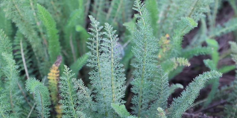 Esta planta se utiliza como antiinflamatorio, cicatrizante y aliviar problemas digestivos