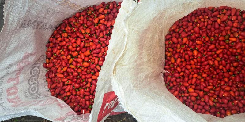 Familias rurales de Dolores cosechan 30 quintales de chile Cobán