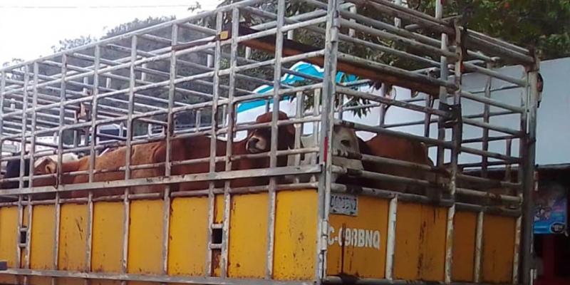 Guatemala el cuarto país de Centro América con menos casos de Gusano Barrenador del Ganado