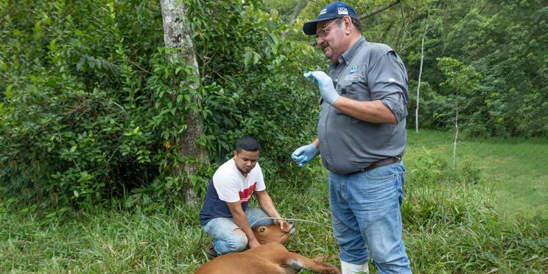 Guatemala mantiene control del Gusano Barrenador del Ganado 