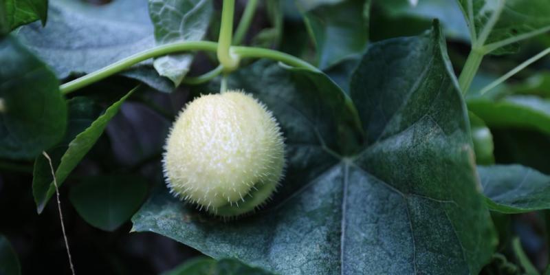 Este es el primo del güisquil