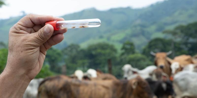 Acciones preventivas mantienen control del Gusano Barrenador del Ganado
