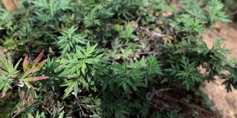 La Hierba de San Juan guatemalteca