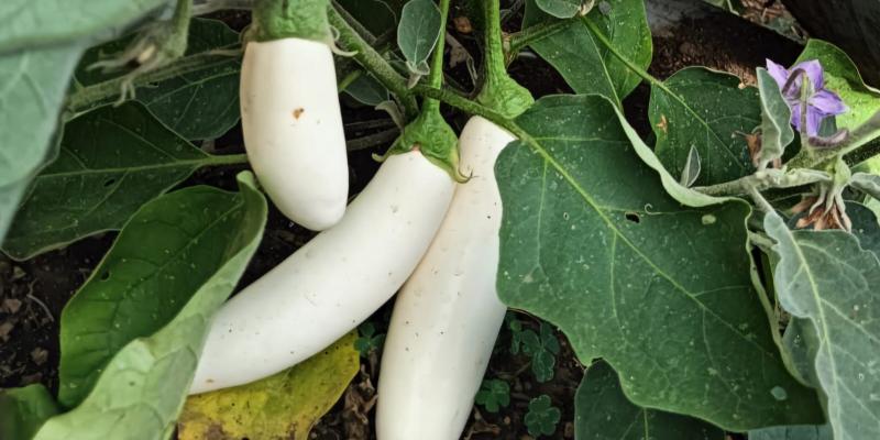 La berenjena blanca