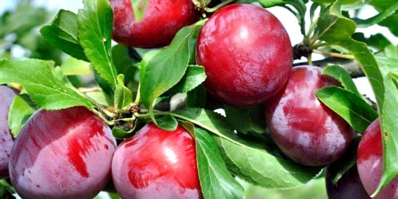 La fruta que ayuda a tener una piel sana 