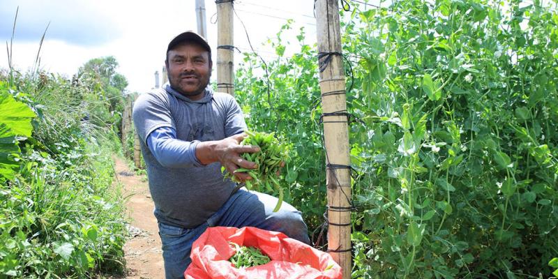 Los beneficios de la arveja china 