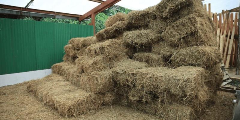 Pastizales base de alimentación del ganado