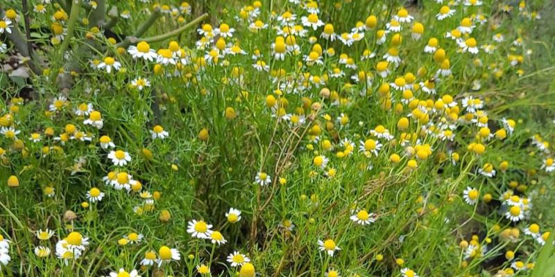 Planta medicinal cuyos frutos adornan la temporada navideña