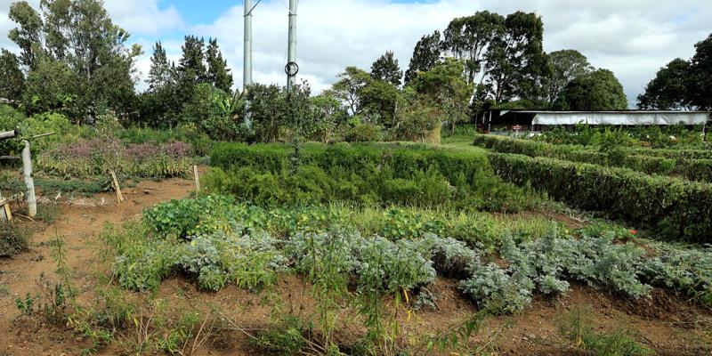 Promovemos la seguridad alimentaria y los huertos de plantas nativas