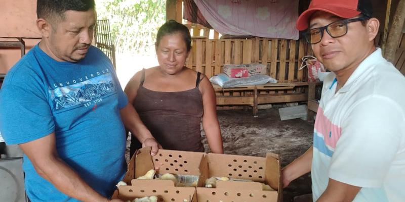 Promueven emprendimientos avícolas en Suchitepéquez