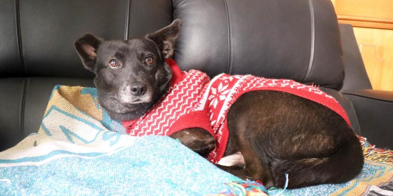 Proteja a sus mascotas en las épocas de frío