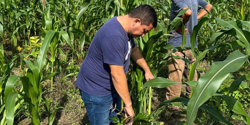 Se brinda asistencia técnica y seguimiento a Sistemas Silvopastoriles en Petén