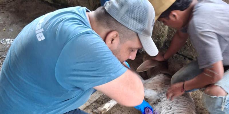 Se logra recuperar al 72% de animales afectados por el Gusano Barrenador del Ganado