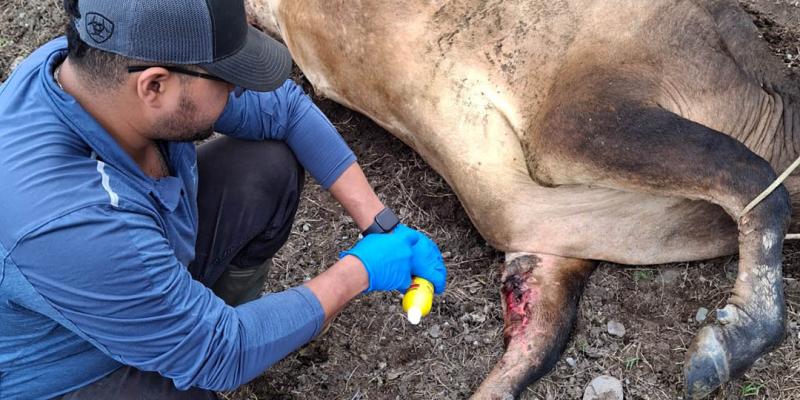 Superan los 27 mil animales inspeccionados por control del Gusano Barrenador del Ganado