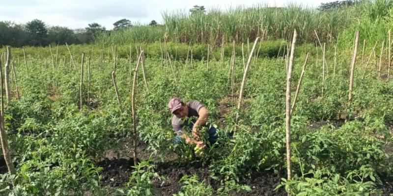 Apoyan con asistencia técnica a productores de tomate en Melchor de Mencos