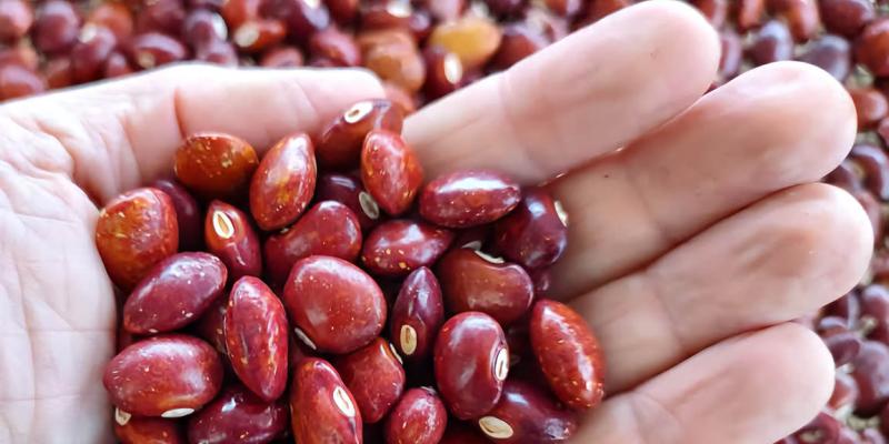 Un frijol de grano grande