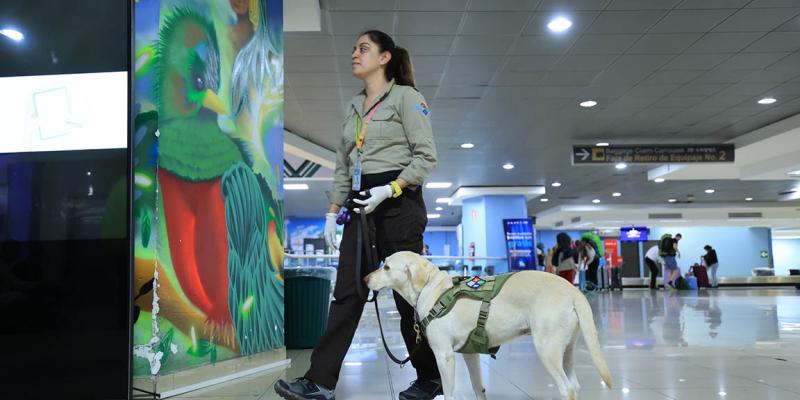 Unidades caninas claves para garantizar la Sanidad Agropecuaria en aeropuerto La Aurora