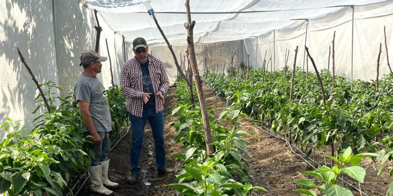 Brindan asistencia técnica acerca del manejo fitosanitario de hortalizas