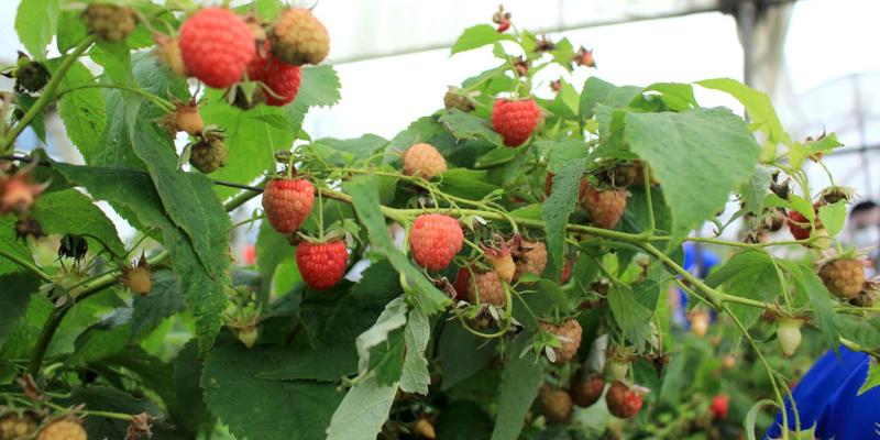 Conozca acerca de los frutos rojos