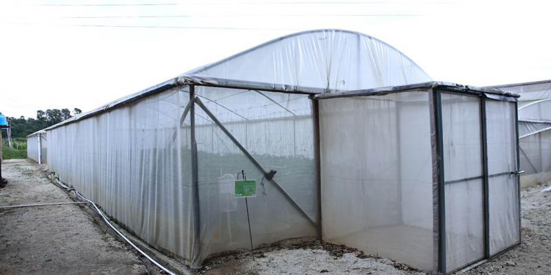 Crece el uso de invernaderos