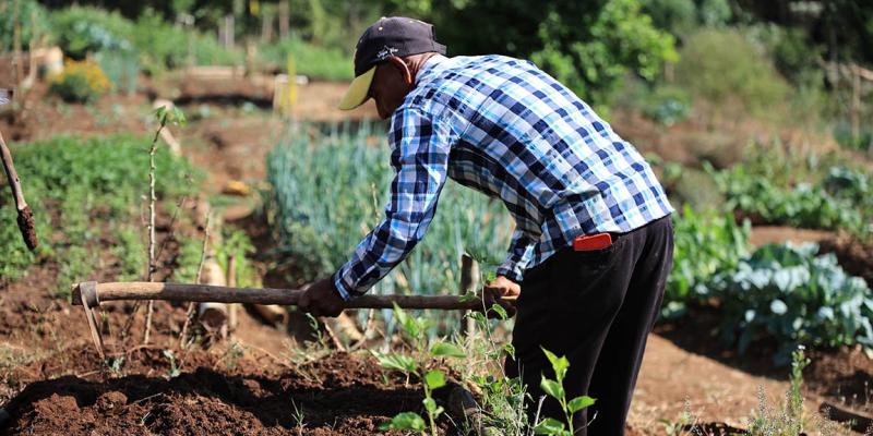 Cuidados para que la siembra directa prospere