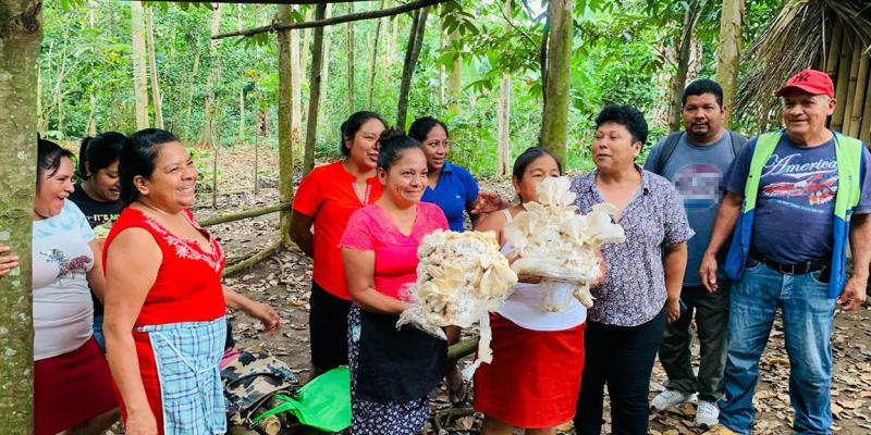 Cultivo del hongo ostra una alternativa saludable