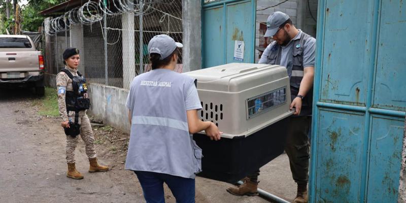 Decomisan dos perros en estado crítico de salud en Masagua, Escuintla