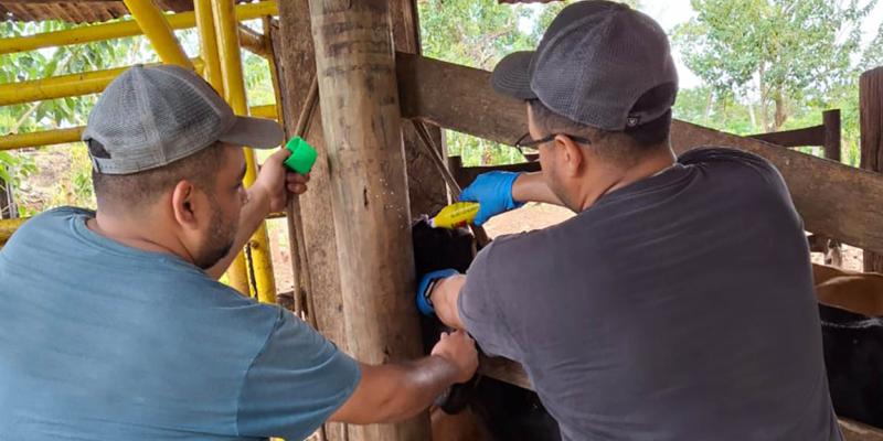Incrementa a 32 mil 445 animales inspeccionados por Gusano Barrenador del Ganado