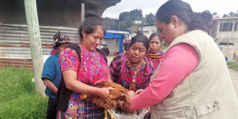 Implementan estrategia de prevención de la influenza aviar