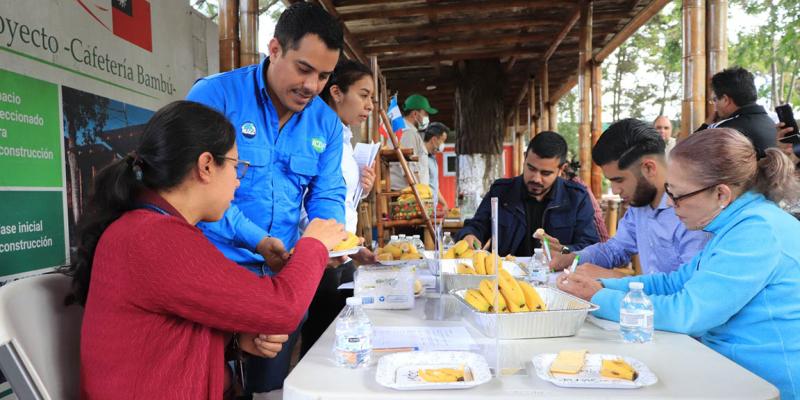 Alternativa de producción: Introducen variedad de banano resistente al Fusarium R4T