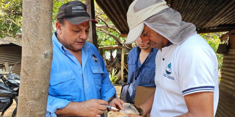 Jornadas de vacunación aviar iniciarán en marzo