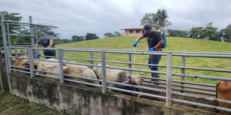 Liberan 46 millones de moscas estériles en una semana