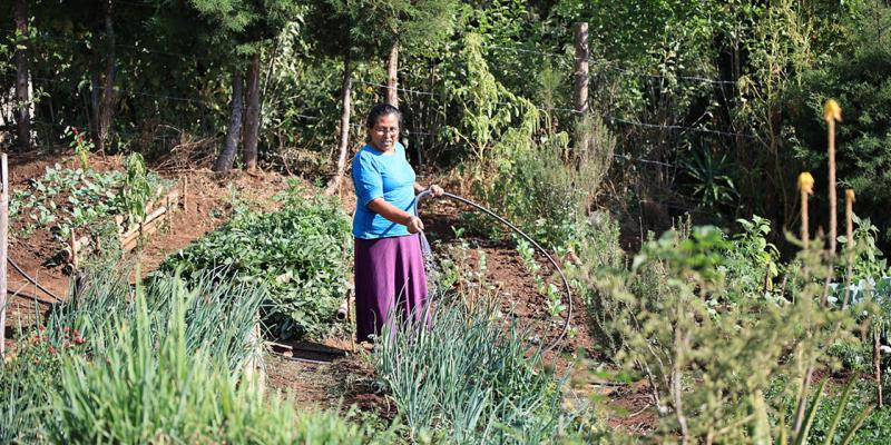 Los huertos son una herramienta para combatir la inseguridad alimentaria