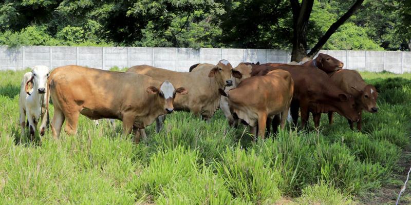 Mayoría de animales afectados por el Gusano Barrenador del Ganado son bovinos 