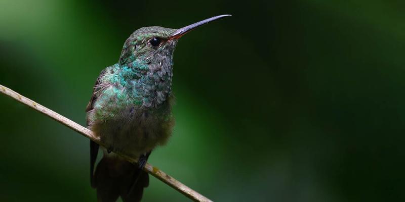 No solo las abejas son polinizadoras