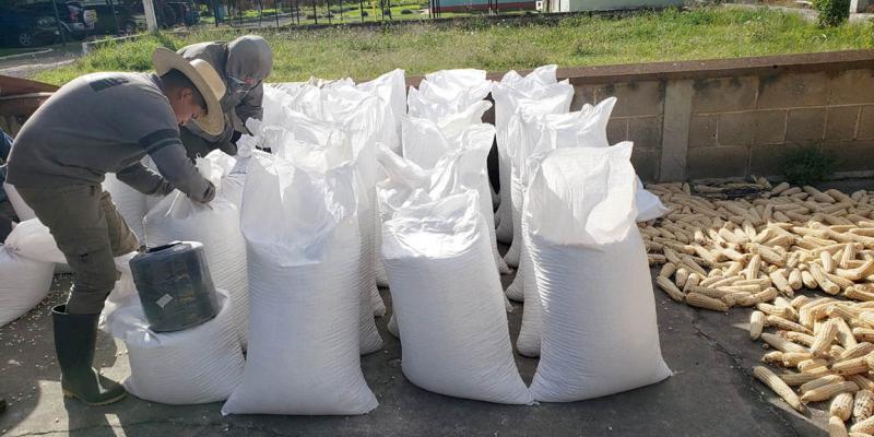 Pasaron 30 años para contar con una nueva variedad de maíz blanco