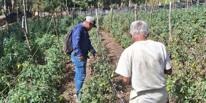 Pequeño agricultor amplía sus conocimientos para mejorar su producción de tomate