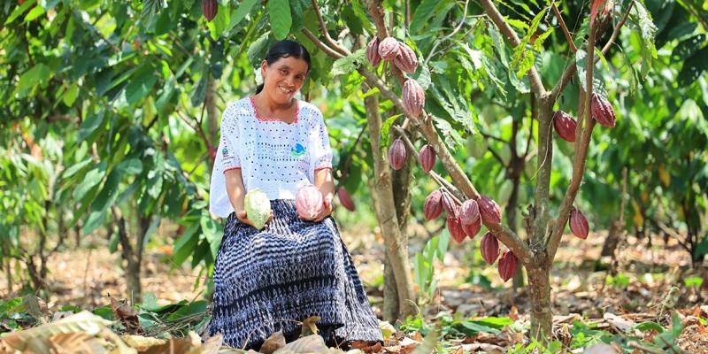 Producción de plantas de cacao para preservar un alimento milenario