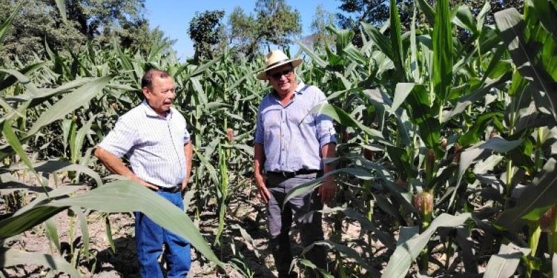 Productores de Tiquisate beneficiados con semilla y asistencia técnica