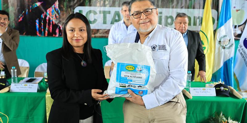 Realizan lanzamiento de variedad de maíz blanco ICTA-Altiplano