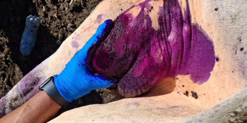 Refuerzan acciones preventivas en combate al Gusano Barrenador del Ganado