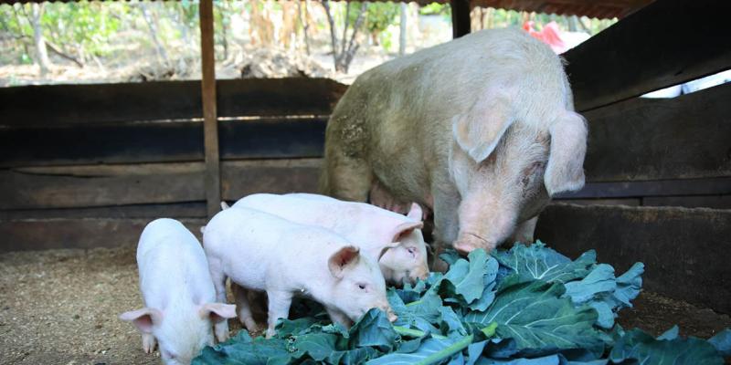 Registros y procesos digitales avances claves en la ruta para declaración de país libre de Peste Porcina Clásica