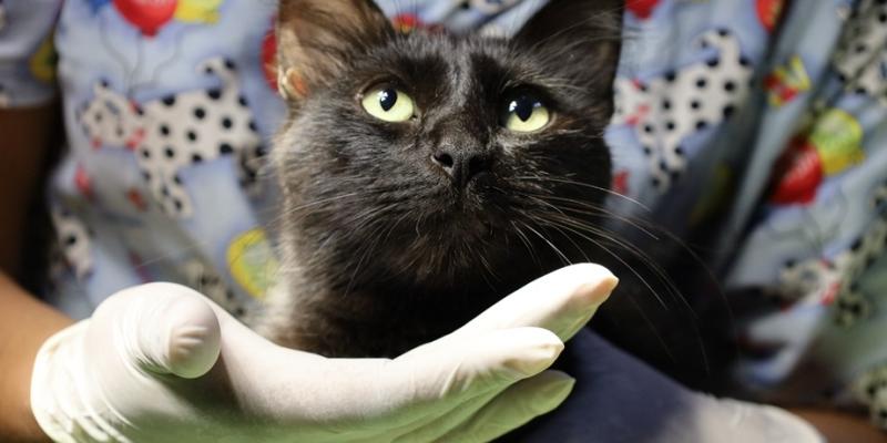 Un día para reflexionar acerca del cuidado y protección de los gatos