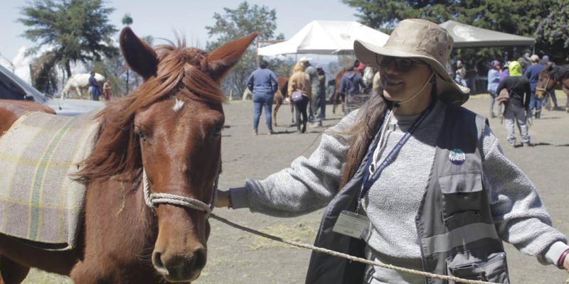 Vacunan a équidos en Jornada de Salud y Bienestar