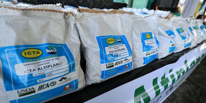 Variedad de maíz ICTA-Altiplano mejorará producción de familias del Altiplano