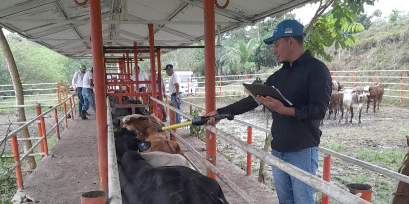 Petén: asistencia técnica garantiza sanidad ganadera para exportación