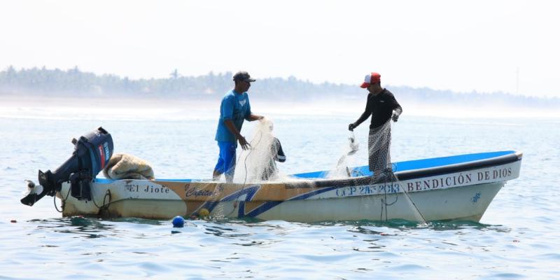 Acuerdan veda de cinco años para las especies de peces de las familias Scaridae