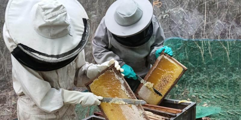Brindan asistencia técnica para el manejo del apiario y la cosecha de miel